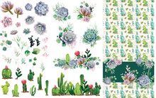 Belles and Whistles - Cacti & Succulents